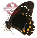 Papilio bridgei hecataeus (g A2)