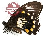Papilio bridgei hecataeus (A-)