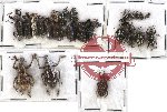 Scientific lot no. 114 Curculionidae (26 pcs)