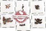 Scientific lot no. 102 Curculionidae (81 pcs)