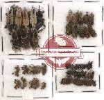 Scientific lot no. 126 Curculionidae (62 pcs)