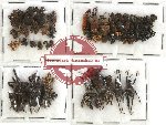 Scientific lot no. 116 Curculionidae (67 pcs)
