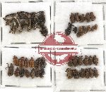 Scientific lot no. 146A Curculionidae (45 pcs)