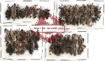 Scientific lot no. 157 Curculionidae (58 pcs)