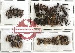 Scientific lot no. 165 Curculionidae (48 pcs)