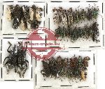 Scientific lot no. 111 Curculionidae (39 pcs)