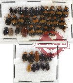 Scientific lot no. 134 Chrysomelidae (39 pcs)