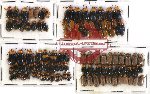 Scientific lot no. 115 Chrysomelidae (106 pcs)