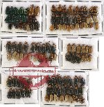 Scientific lot no. 144 Chrysomelidae (114 pcs)