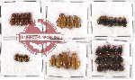 Scientific lot no. 97 Chrysomelidae (41 pcs)