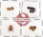 Scientific lot no. 118 Chrysomelidae (32 pcs)
