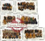 Scientific lot no. 142 Chrysomelidae (112 pcs)