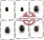 Scientific lot no. 35 Histeridae (6 pcs - 2 pcs A2)