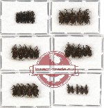 Scientific lot no. 72A Curculionidae (30 pcs A-, A2)