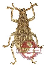 Curculionidae sp. 59