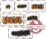 Scientific lot no. 151 Chrysomelidae (27 pcs)