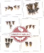 Scientific lot no. 1 Hemiptera (A, A2) (32 pcs)