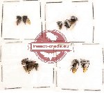 Scientific lot no. 2 Hemiptera (A, A-, A2) (11 pcs)