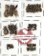 Scientific lot no. 80 Curculionidae (64 pcs)