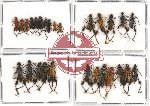 Scientific lot no. 51 Cerambycidae (27 pcs A, A-, A2)