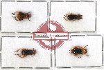 Scientific lot no. 155 Chrysomelidae (4 pcs)