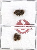 Colydidae Scientific lot no. 5 (3 pcs)