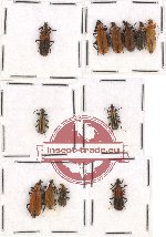 Prionoceridae Scientific lot no. 6 (12 pcs)