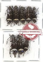 Scientific lot no. 51 Anthribidae (Xenocerus buruanus) (8 pcs)