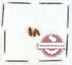 Laemophloeidae Scientific lot no. 2 (3 pcs)