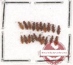 Laemophloeidae Scientific lot no. 3 (20 pcs)