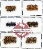 Scientific lot no. 160 Chrysomelidae (78 pcs)