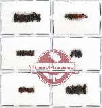 Scientific lot no. 190 Curculionidae (Cossoninae) (41 pcs)