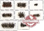Scientific lot no. 189 Curculionidae (36 pcs)