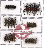 Scientific lot no. 188 Curculionidae (27 pcs)