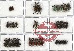 Scientific lot no. 186 Curculionidae (37 pcs)
