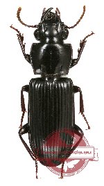 Carabidae sp. 37