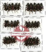 Scientific lot no. 139 Carabidae (Catascopus spp.) (30 pcs A-, A2)