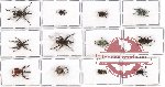 Scientific lot no. 185 Curculionidae (12 pcs)