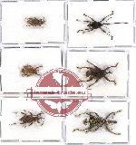 Scientific lot no. 204 Curculionidae (6 pcs)