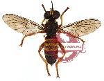 Diptera sp. 18 (SPREAD)
