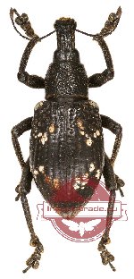 Curculionidae sp. 62