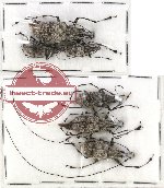 Scientific lot no. 43 Anhribidae (Acanthothorax gazella guttatus) (6 pcs)