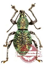 Curculionidae sp. 64 (A2)