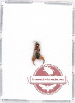 Scientific lot no. 72A Hymenoptera (1 pc A2)