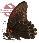 Papilio memnon ssp. clathratus (A2)