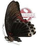 Papilio memnon ssp. perlucidus