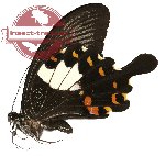 Papilio helenus ssp. biseriatus (gA2)