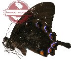 Papilio ulysses orsippus (A2B)