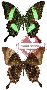 Papilio palinurus ssp. palinurus