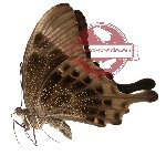 Papilio peranthus ssp. fannius (A2)